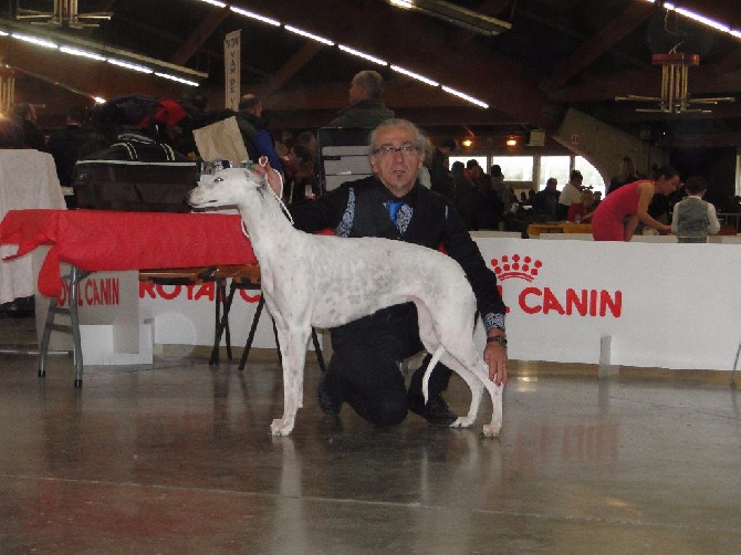 Des Lys De L'Arabah - exposition internationale de Perpignan spéciale greyhound  