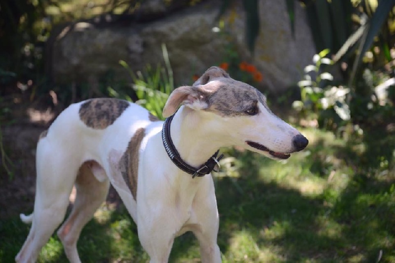 Lambrin Des Lys De L'Arabah