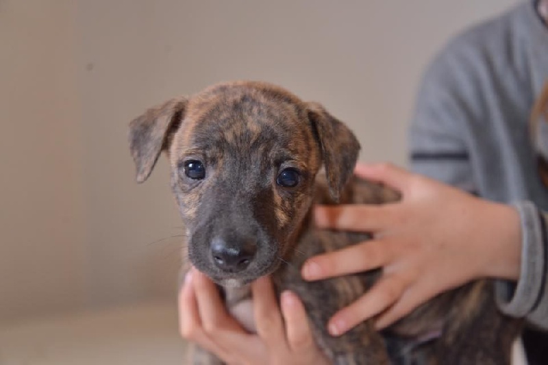 Des Lys De L'Arabah - Whippet - Portée née le 03/10/2016